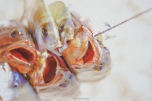 Benghazi beach Libya Fish